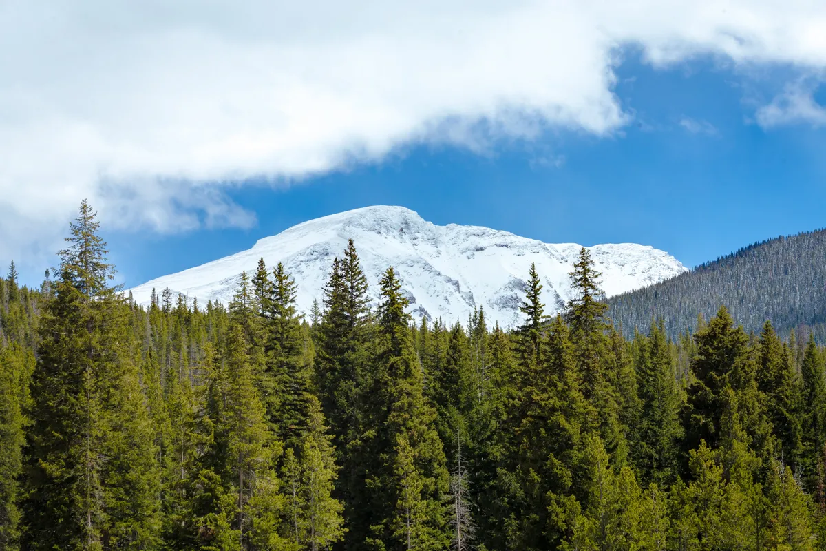A sweeping view of snow-capped mountains and dense evergreen forests beneath a clear blue sky. The scene conveys tranquility and a deep connection to nature, inviting guests to explore outdoor adventures or simply appreciate the surroundings from the property.